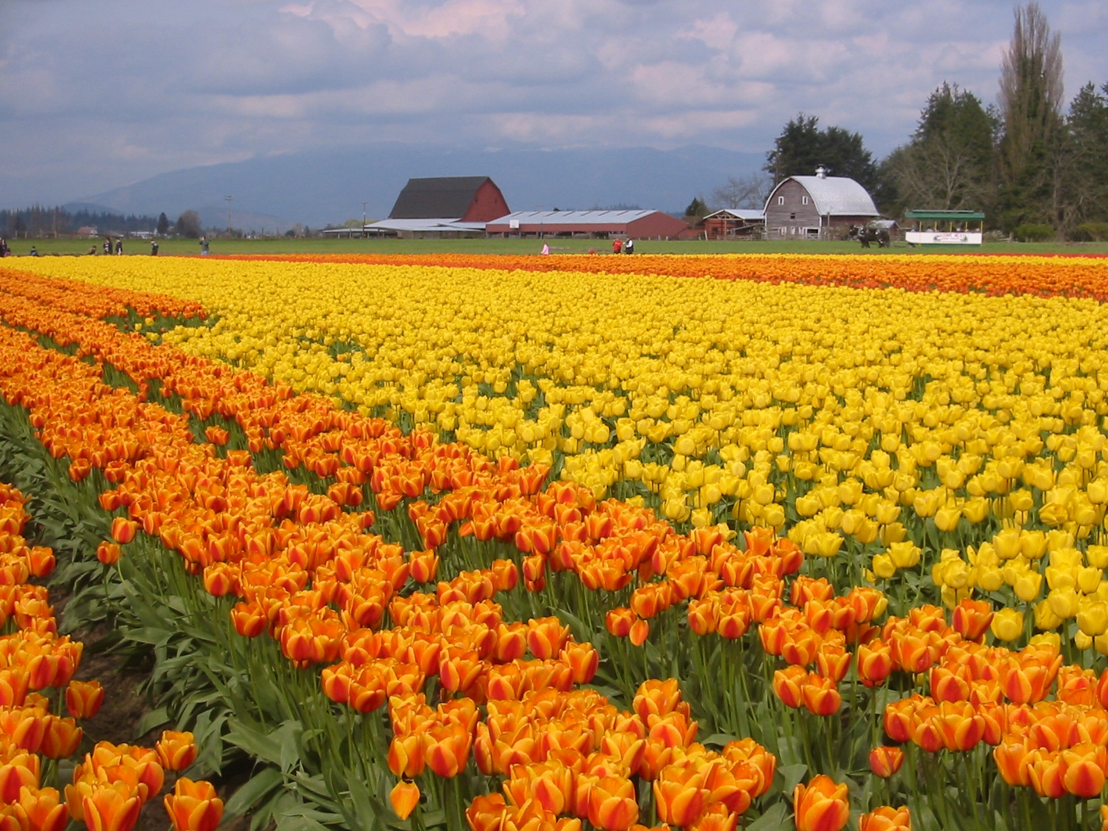 April Means Tulips: The Skagit Valley Festival Is On