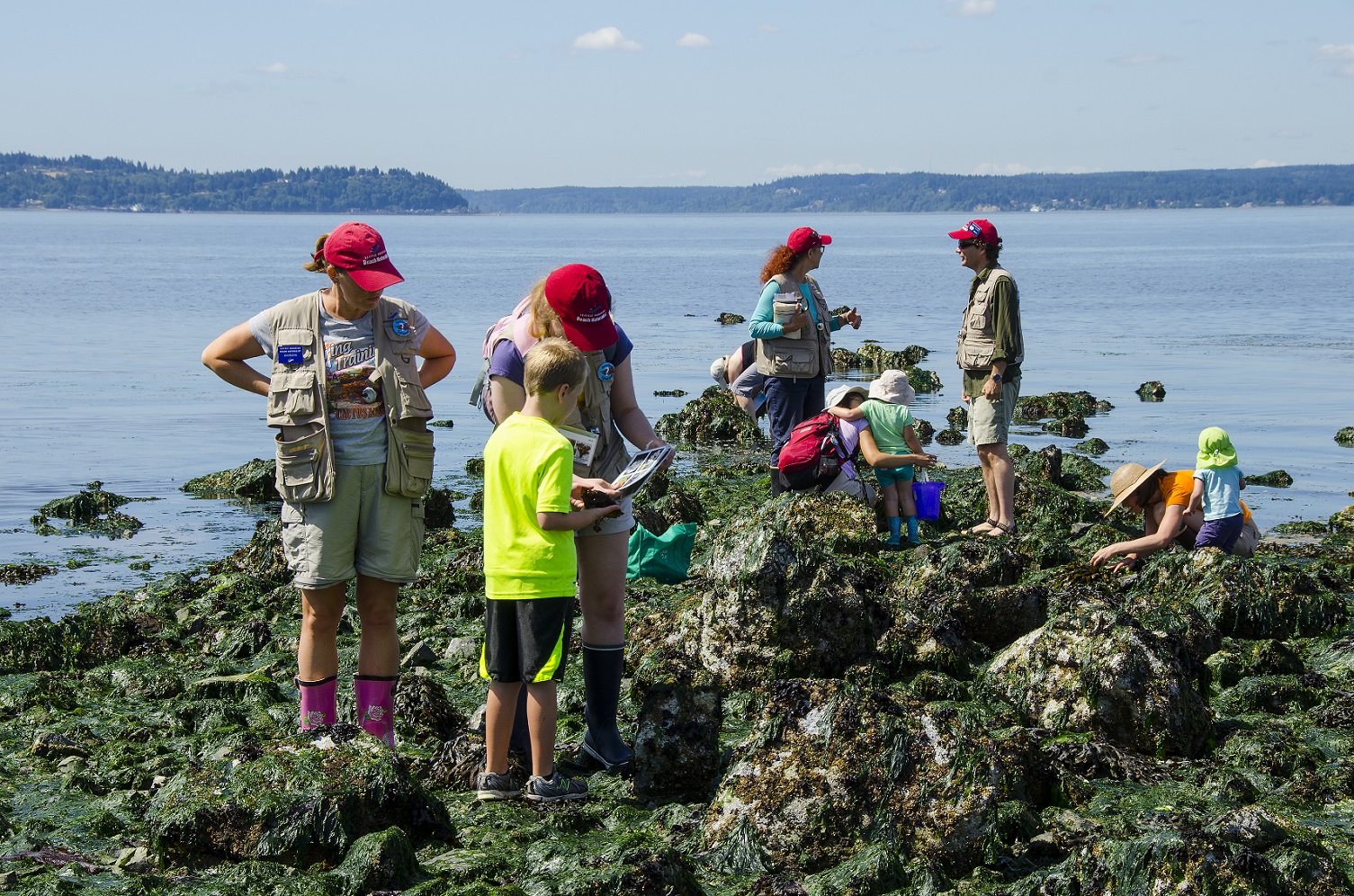 Sea Creatures Await: Aquarium Naturalists Hit Six Seattle Beaches